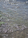 [Picture: Water on rocky shore]