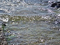 [Picture: Water on rocky shore 2]
