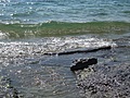 [Picture: Water on rocky shore 8]