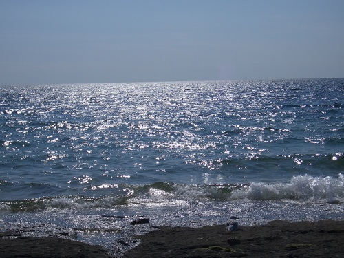 [Picture: Gull on the beach]