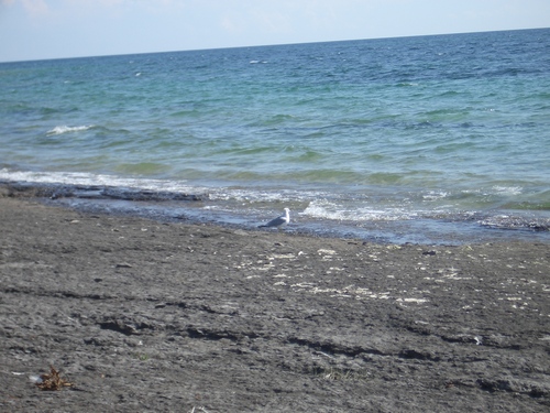 [Picture: Gull by the shore]