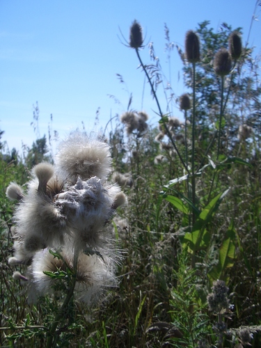 [Picture: Milkweed and Teazles]