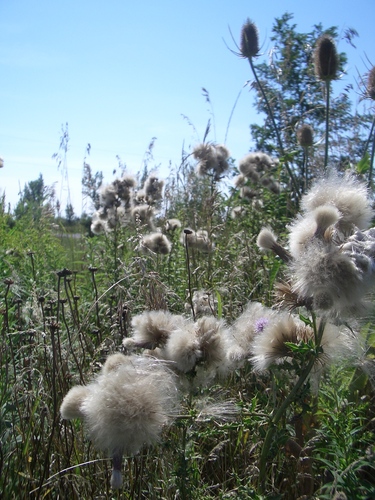 [Picture: Milkweed and Teazles 2]