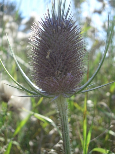 [Picture: Teazle 2]