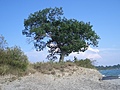 [Picture: Point Petre Tree 2]
