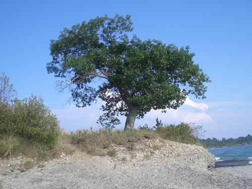 [Picture: Point Petre Tree 2]