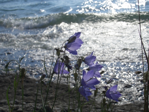 [Picture: Purple flowers]