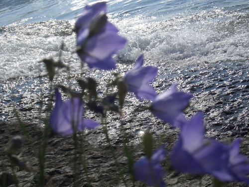[Picture: Purple flowers 2]