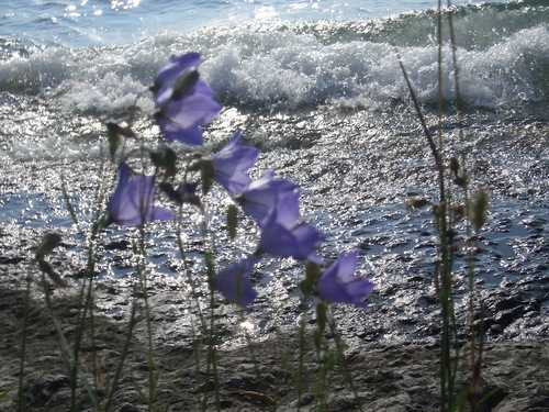 [Picture: Purple flowers 3]