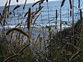 [Picture: grass in front of beach]