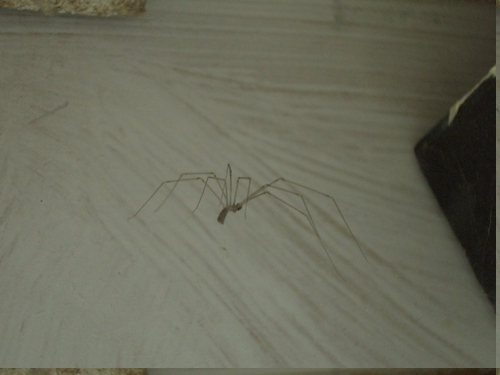 [Picture: Spider]