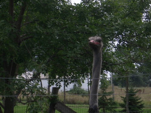 [Picture: Ostrich head]