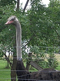 [Picture: Ostrich head 2]