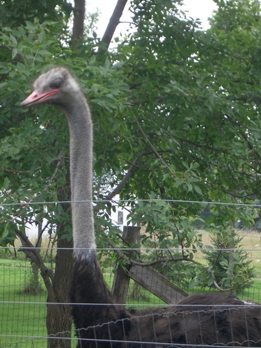 [Picture: Ostrich head 2]