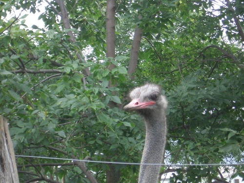 [Picture: Ostrich head 3]