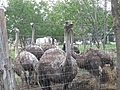 [Picture: Ostrich farm 2]