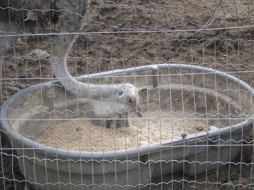 [Picture: Ostrich Feeding Time]