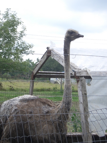 [Picture: Ostrich]