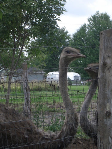 [Picture: Two ostriches]