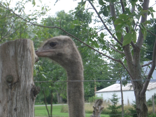 [Picture: Ostrich head-on]