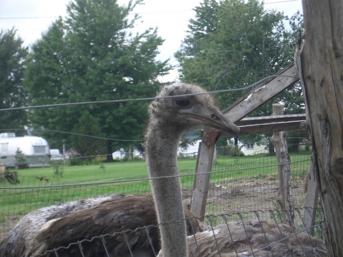 [Picture: Ostrich 2]