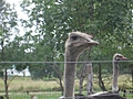 [Picture: Ostrich 3]