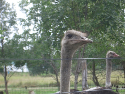 [Picture: Ostrich 3]