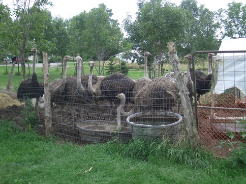 [Picture: Ostrich farm 3]