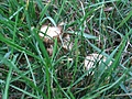 [Picture: Field mushrooms]