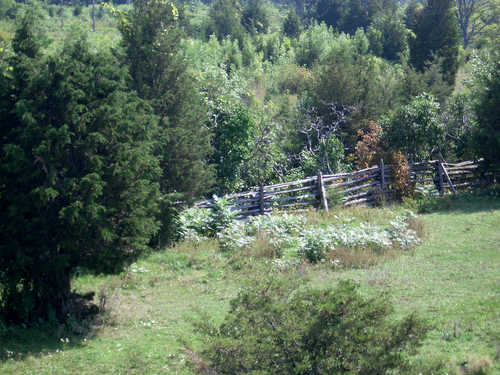 [Picture: Paddock fence 2]