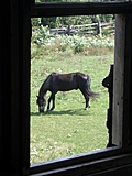 [Picture: Horse through the window]