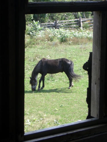 [Picture: Horse through the window]