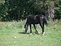 [Picture: Grazing horse]