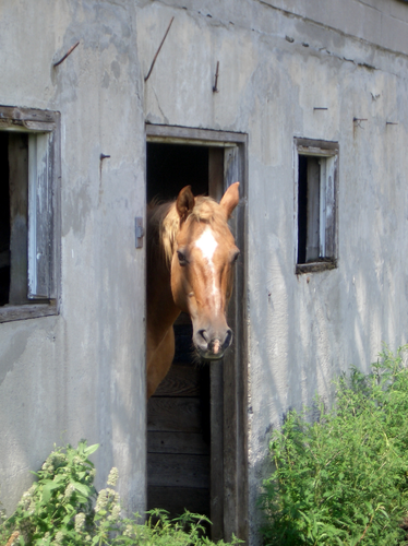 [Picture: Horse head 2]