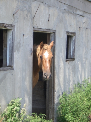 [Picture: Horse head]