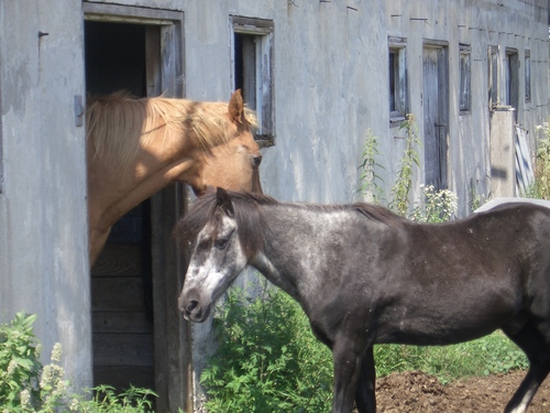 [Picture: Two horses]