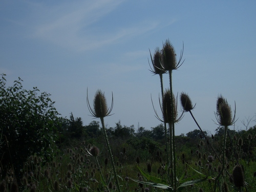 [Picture: Teazels against the evening sky]