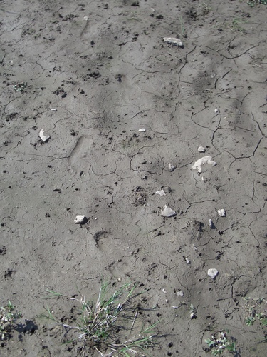 [Picture: Footprints in the mud 2]