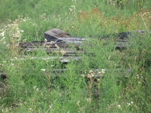 [Picture: Overgrown fence]