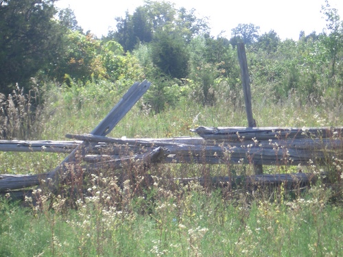 [Picture: Overgrown fence 2]