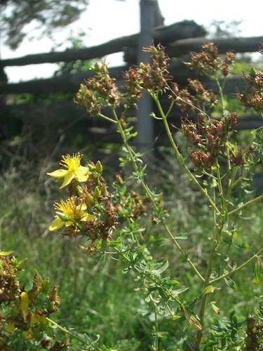 [Picture: Yellow flower]