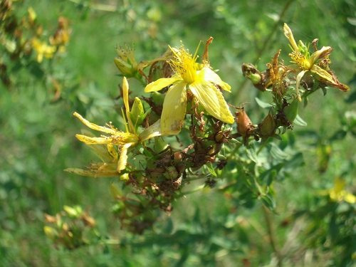 [Picture: Yellow flower 2]