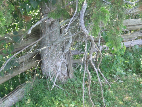 [Picture: Tree by fence]