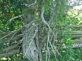 [Picture: Tree by fence 2]