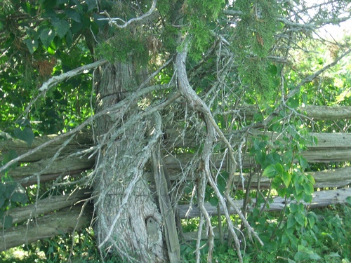 [Picture: Tree by fence 2]