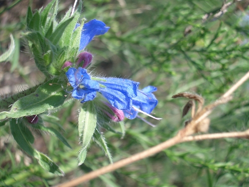 [Picture: Purple and blue flower]