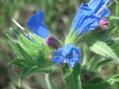 [Picture: Purple and blue flower 2]