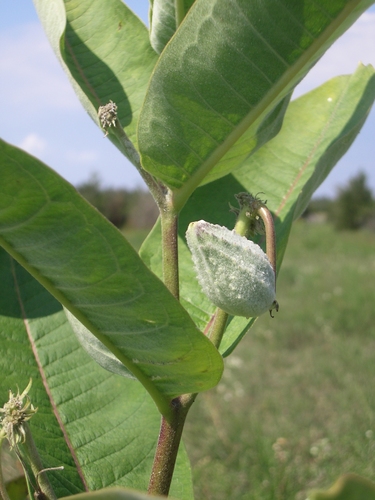 [Picture: Milkweed pod]