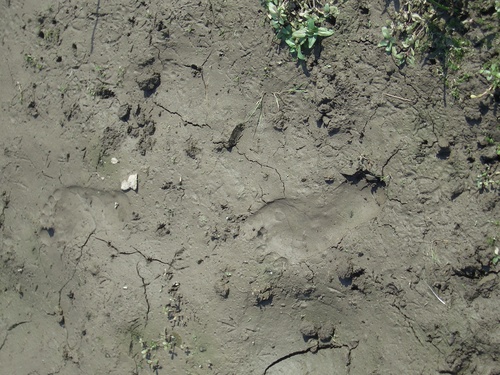 [Picture: bare footprints in the mud]