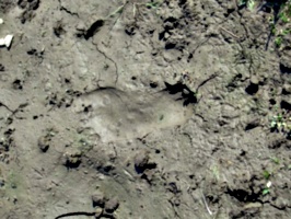 [Picture: bare footprints in the mud 2]